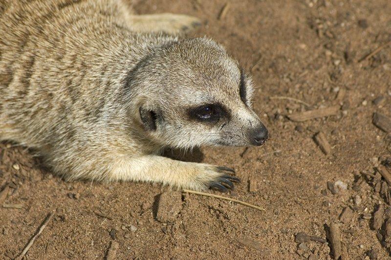 zoo_116 [800x600].jpg
